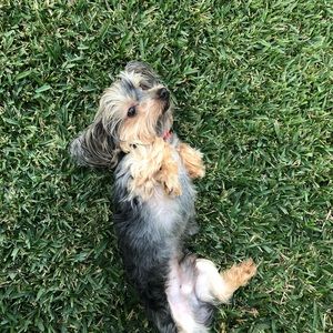 Meet your Posher, Jesus